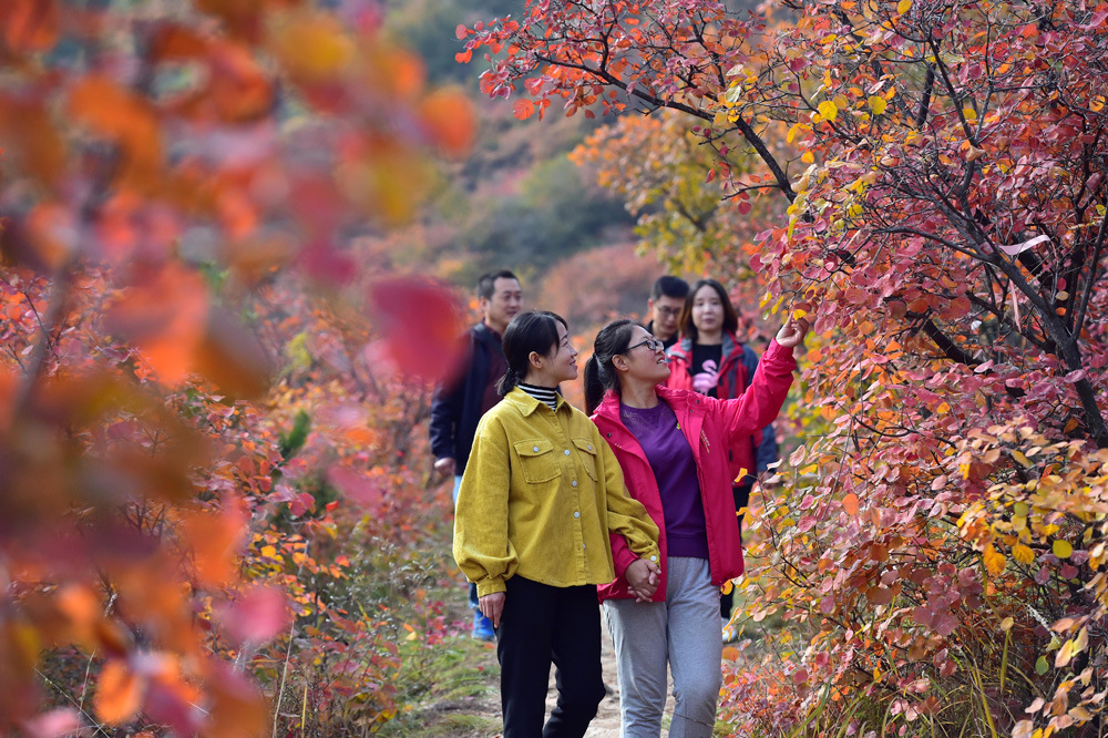 　　圖：金秋時節，石家莊市井陘縣仙台山的紅葉進入最佳觀賞期，吸引遊客前來登山賞景\新華社