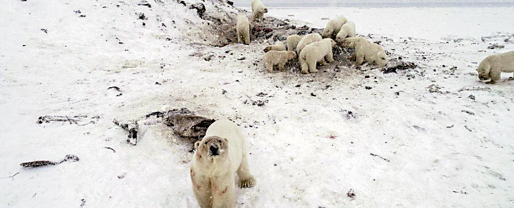 　　圖：俄羅斯北部一處村莊外圍驚現56隻北極熊前來覓食/網絡圖片