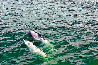 　　圖：去年深圳漁政人員在珠江口巡航，發現至少十餘頭中華白海豚\網絡圖片