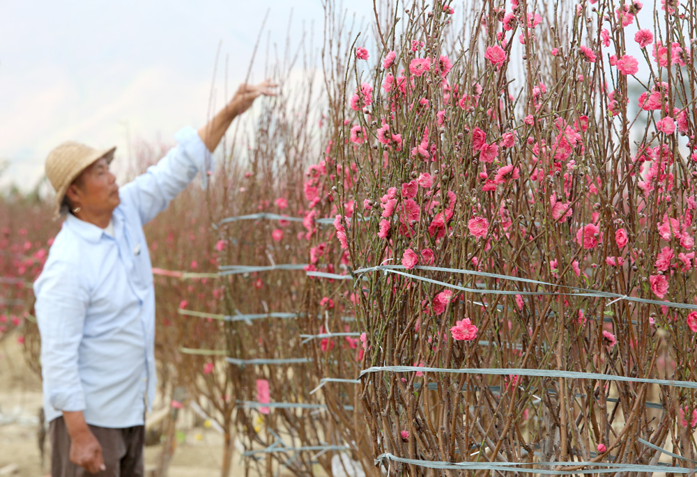 　　圖：有經驗的花農會用雪櫃內的雪堆在桃樹根部保鮮，以延長桃花花期
