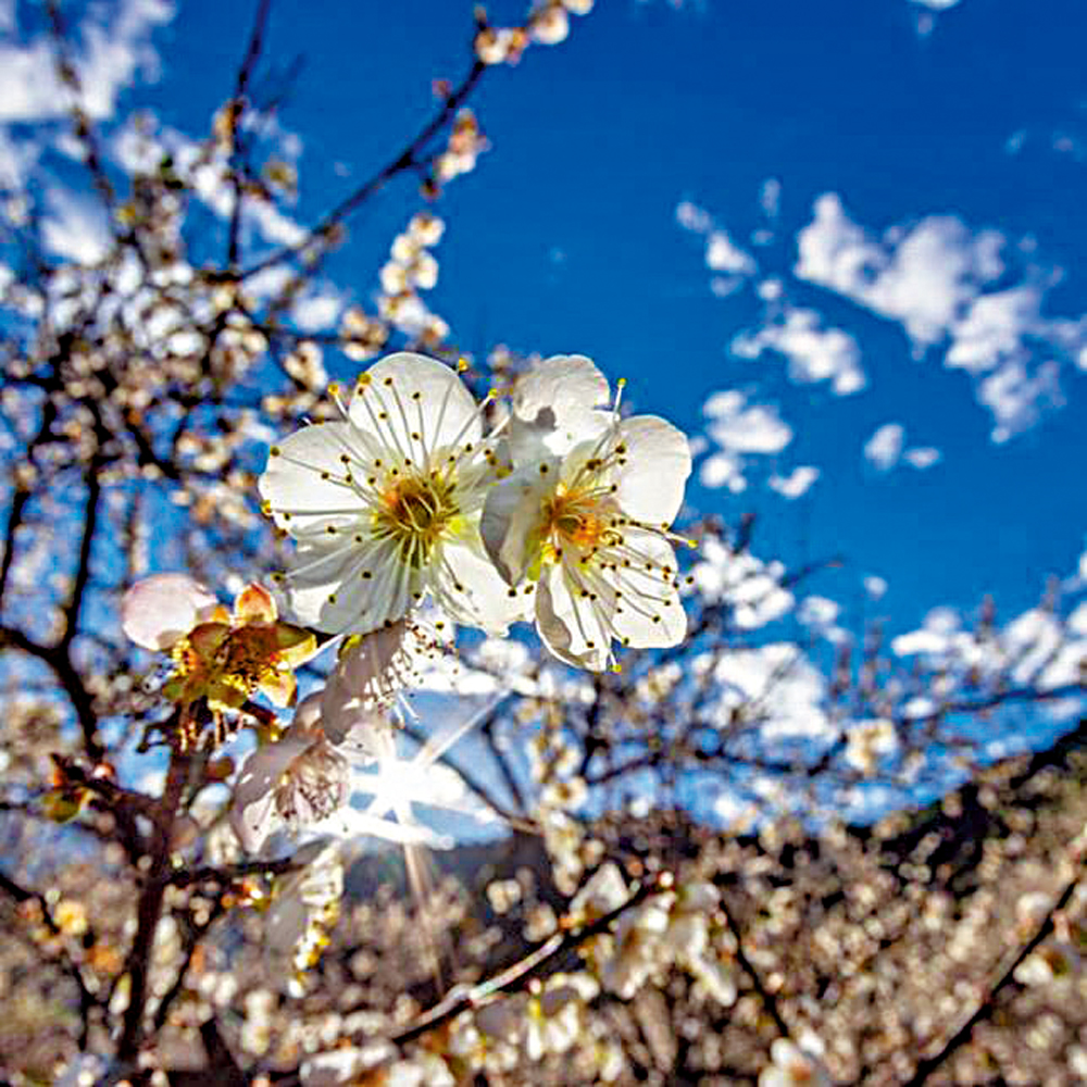 　　圖：梅花臘月開\資料圖片