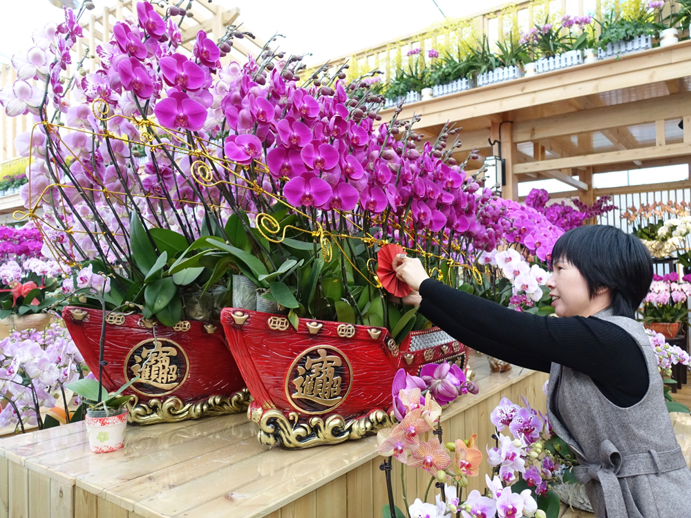 　　圖：全美蘭花公司老闆娘陳煬在打理一盆大型蝴蝶蘭\大公報記者盧靜怡攝