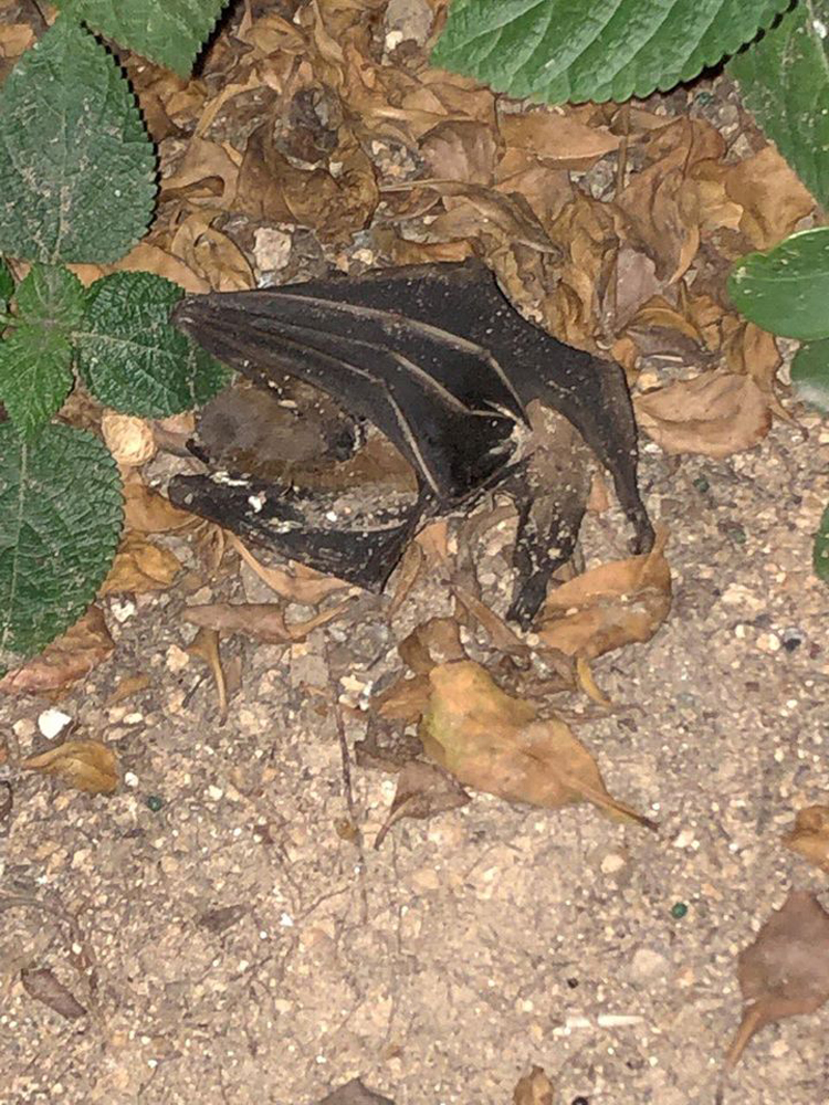 圖：石硤尾邨對開花槽發現一隻約成人手掌般大小的蝙蝠屍體/網上圖片