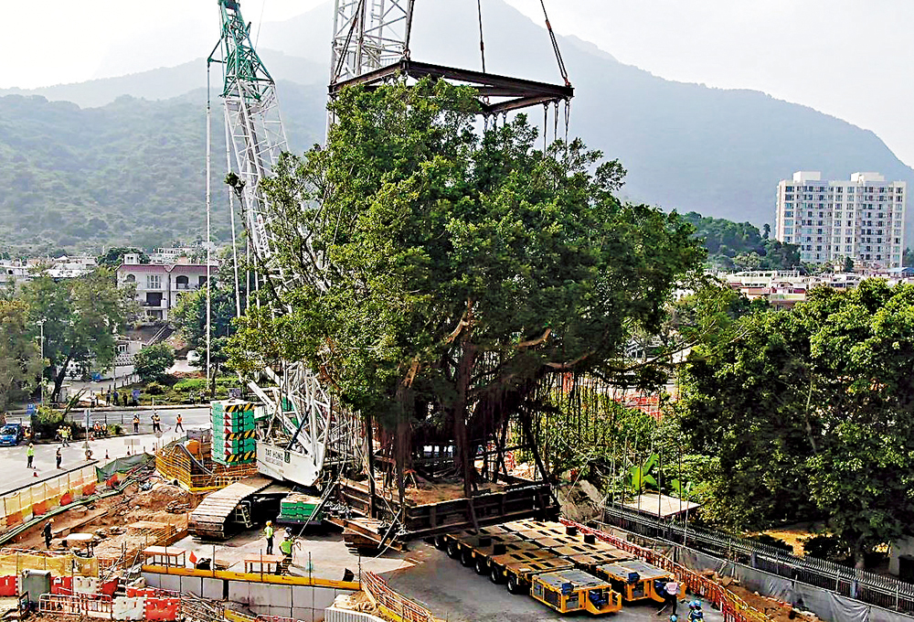 　　圖：金門建築成功在西沙路道路擴闊工程中，移植了一棵重達一百八十噸的連理大樹