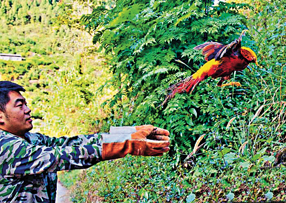 　　圖：湖北宜昌的志願者正在放生國家二級保護動物紅腹錦雞  網絡圖片