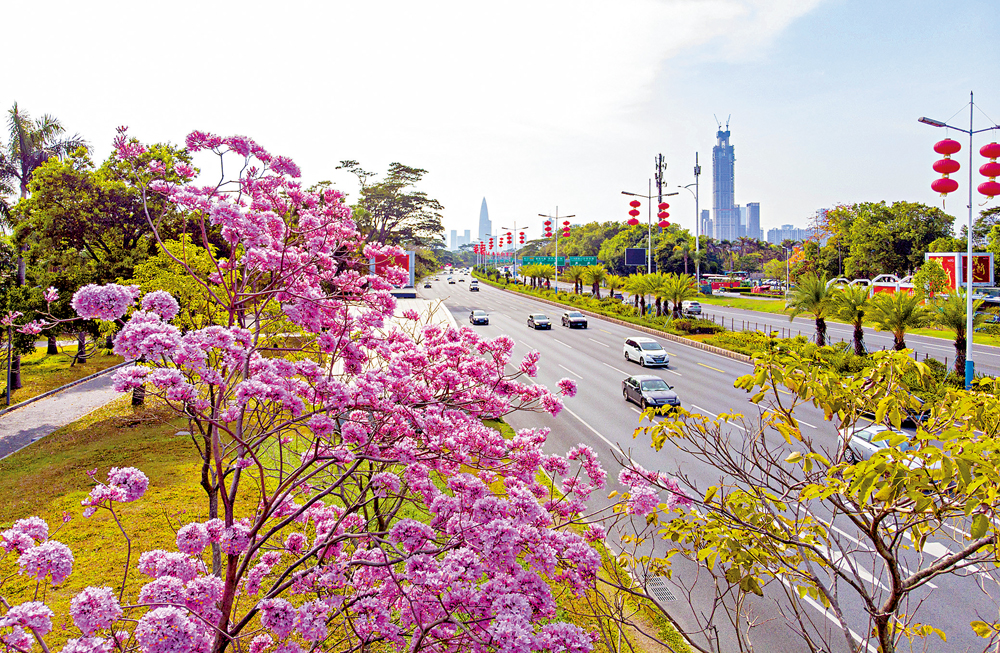 　　圖：深圳街頭，紫花風鈴木花團錦簇粉紫相依，非常美麗\大公報記者郭若溪攝