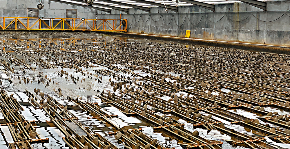 　　圖：佰瑞拉1200平方米的養殖池，河蚌住在四層樓的「別墅」裏