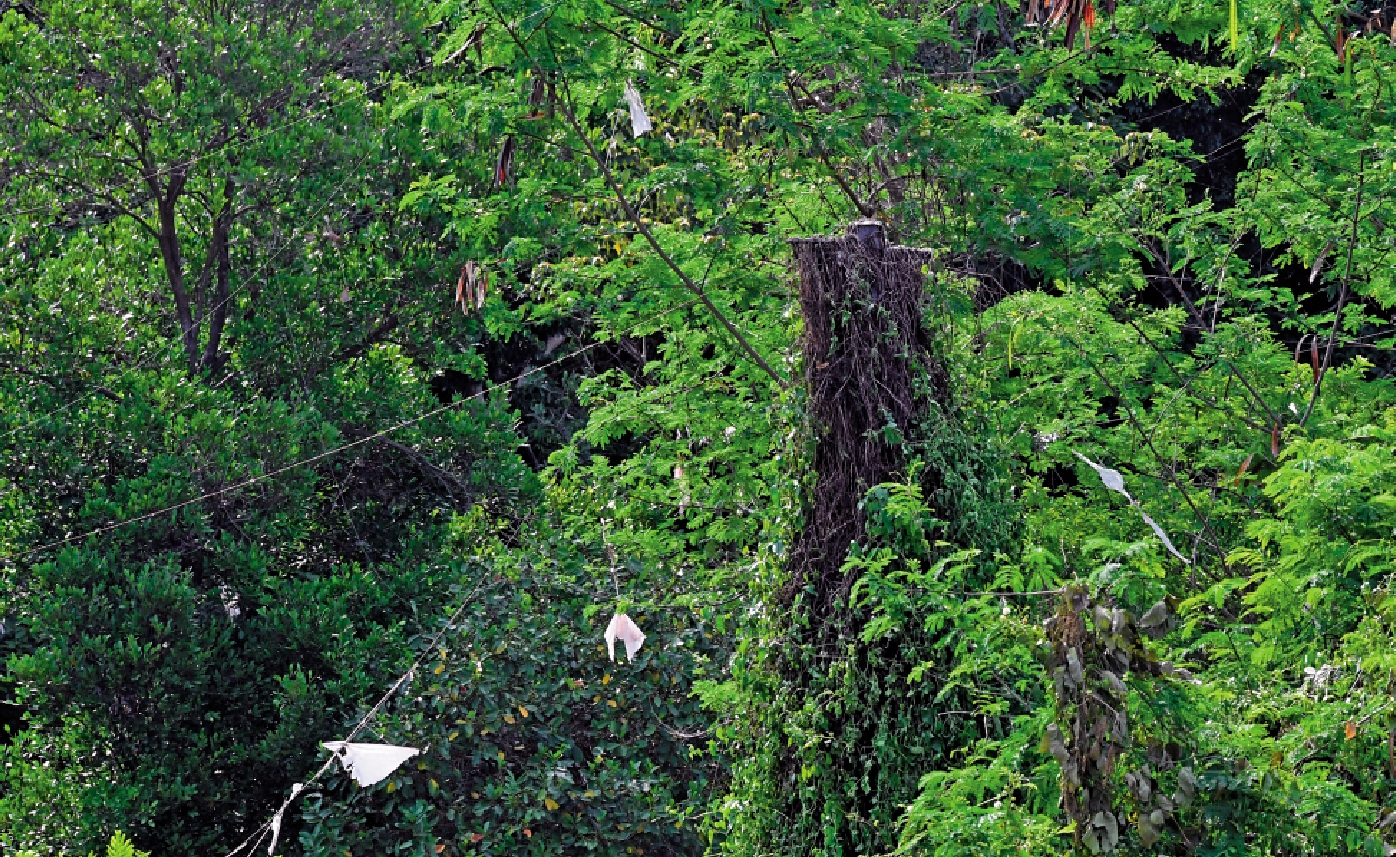 　　圖：泥涌一帶山頭風箏「屍橫遍野」，影響大自然環境