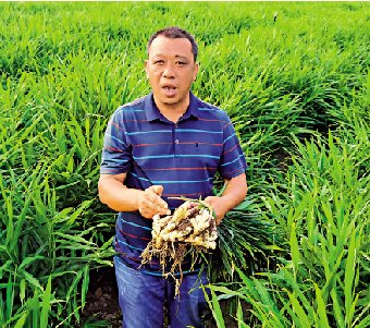 　　圖：張有發展示種植的小黃薑/大公報記者姚進攝