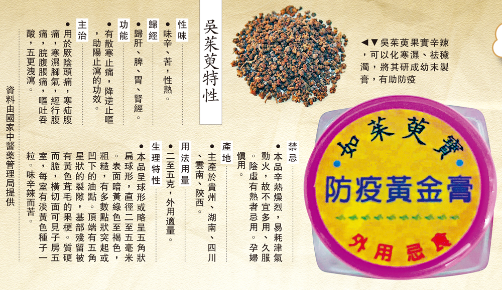 　　圖：吳茱萸果實辛辣，可以化寒濕、祛穢濁，將其研成幼末製膏，有助防疫