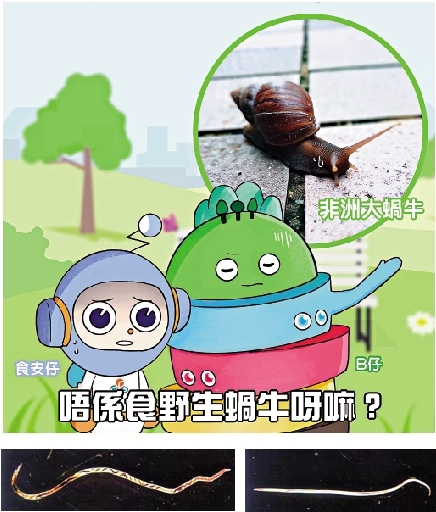 　　圖：食安中心呼籲市民勿捕捉蝸牛食用，以免感染由「廣州管圓線蟲」（上圖示）所引致的病症