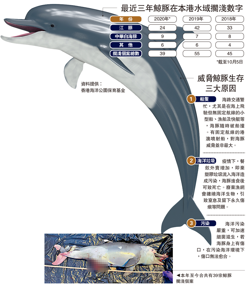 　　圖：本年至今合共有39宗鯨豚擱淺個案