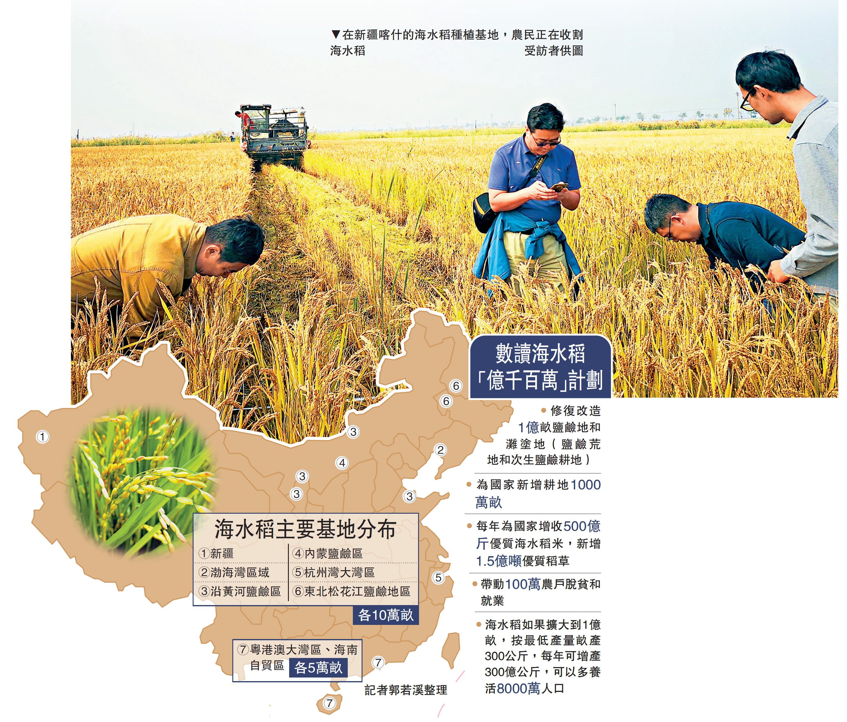 　　圖：在新疆喀什的海水稻種植基地，農民正在收割海水稻\受訪者供圖