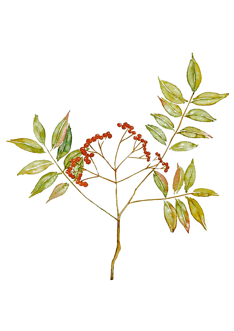 　　圖：吳茱萸果實辛辣，可以化寒濕、祛穢濁，一般主治厥陰頭痛、寒疝腹痛、寒濕腳氣、經行腹痛、脘腹脹痛、嘔吐吞酸、五更洩瀉。李甯漢建議將吳茱萸研成幼末，以凡士林調勻為百分之十五的藥膏塗於鼻孔外，取其辛烈之藥味以試用於防疫