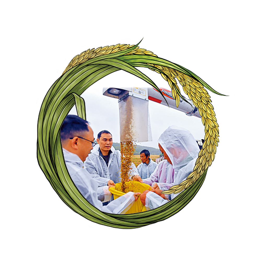 　　圖：工作人員將稻谷裝袋\新華社