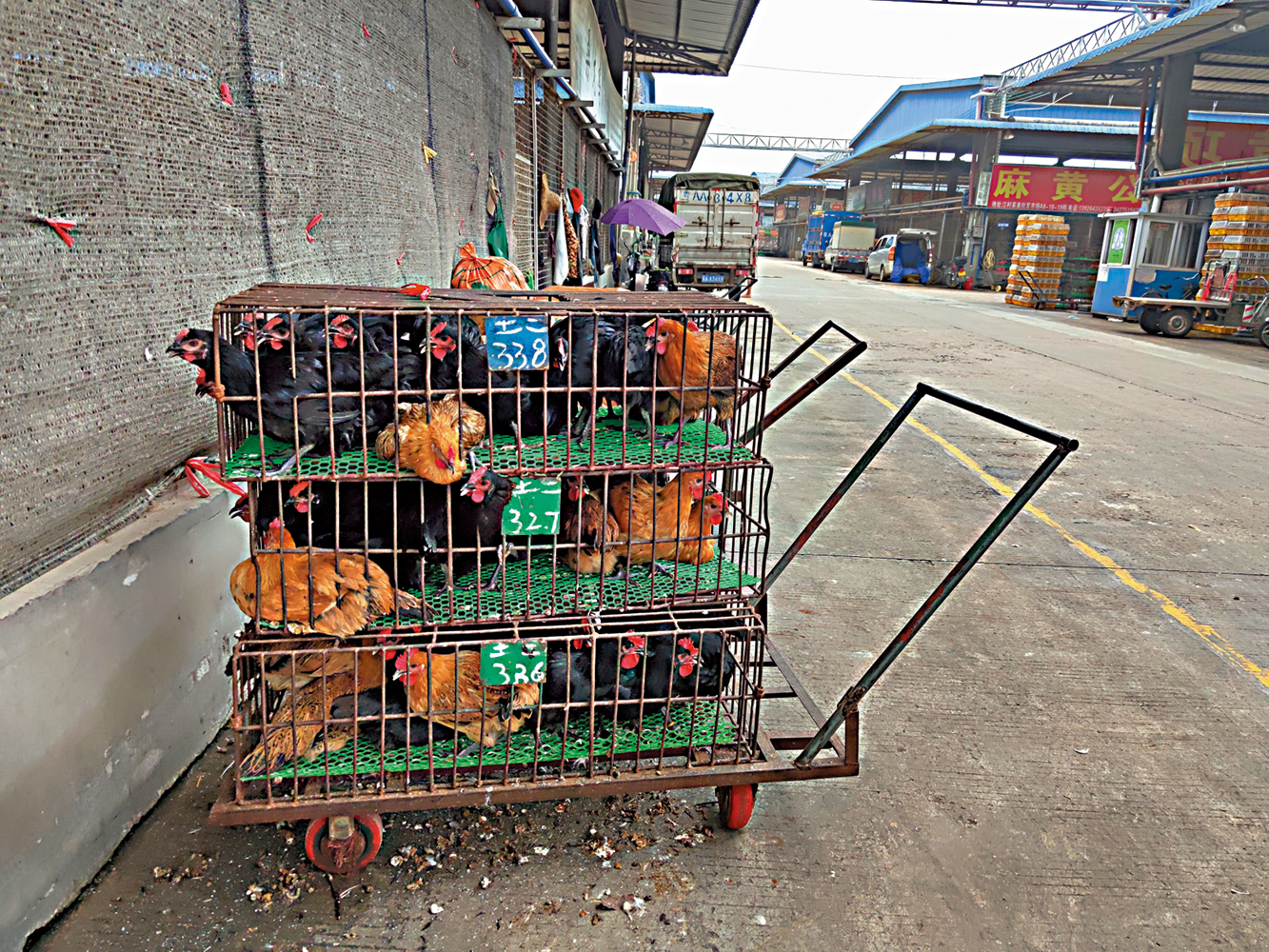 　　圖：廣州不少郊區偶爾會有走鬼販賣活雞。\大公報記者 盧靜怡攝