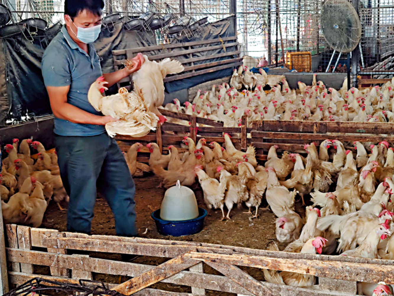 　　圖：廣州江村家禽批發市場內，一個顧客散買幾隻活雞。\大公報記者盧靜怡攝