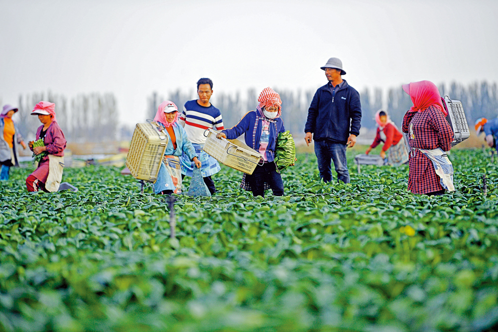 　　圖：採摘工在供港蔬菜基地採摘菜心。\新華社