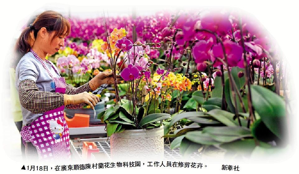 　　圖：1月18日，在廣東順德陳村蘭花生物科技園，工作人員在修剪花卉。/新華社