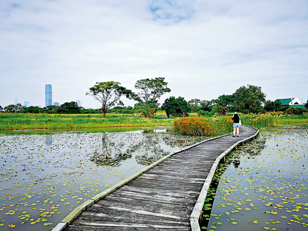 　　圖：木棧道橫跨基圍（傳統蝦塘）。