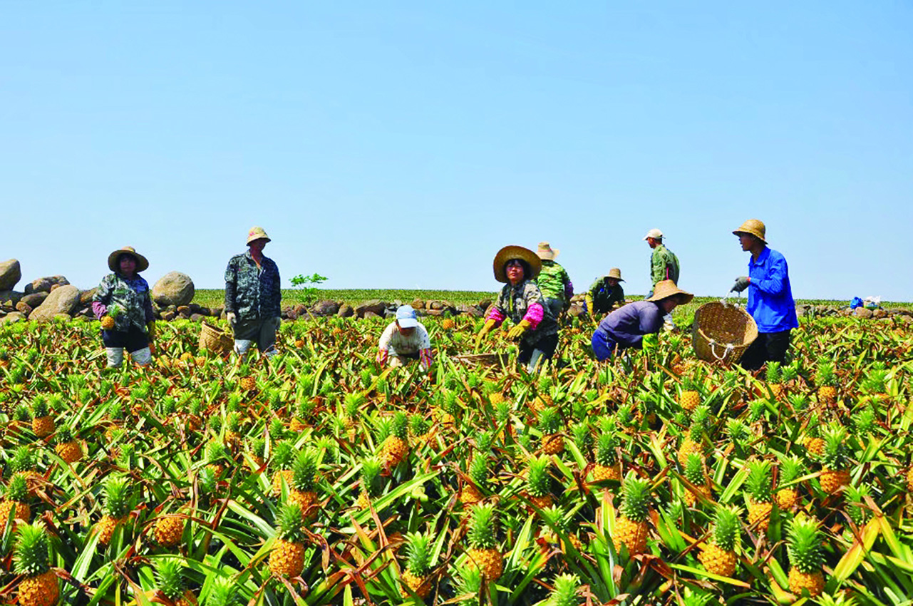 　　圖：徐聞縣曲界鎮「菠蘿的海」 張再漾 攝