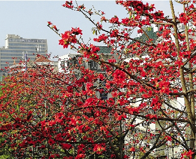 　　圖：木棉花開正當季。\作者供圖