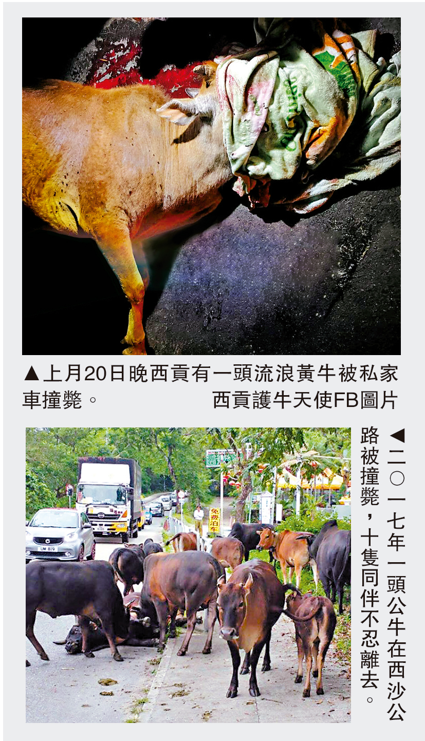 　　圖：上月20日晚西貢有一頭流浪黃牛被私家車撞斃。\西貢護牛天使FB圖片