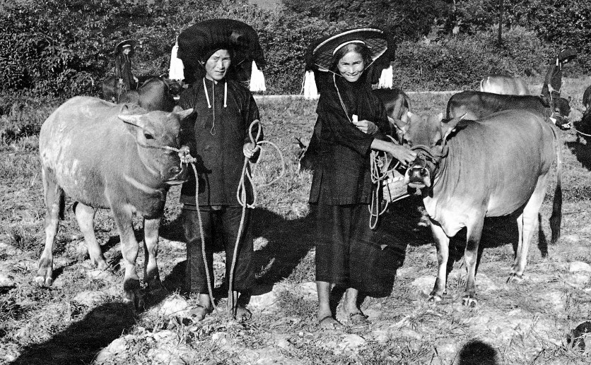 　　圖：嘉道理農業輔助會於農耕時代，共送了3367頭牛給本港農戶。圖為1959年兩名沙頭角寡婦各獲贈一頭耕牛。\嘉道理農場提供