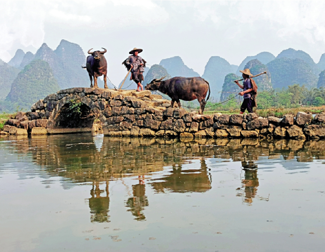 　　圖：許修保與友人周忠敬組隊行「貓步」，他們穿着蓑衣、戴着斗笠，牽牛踏橋而過的照片傳遍全球。/大公報記者曾萍攝