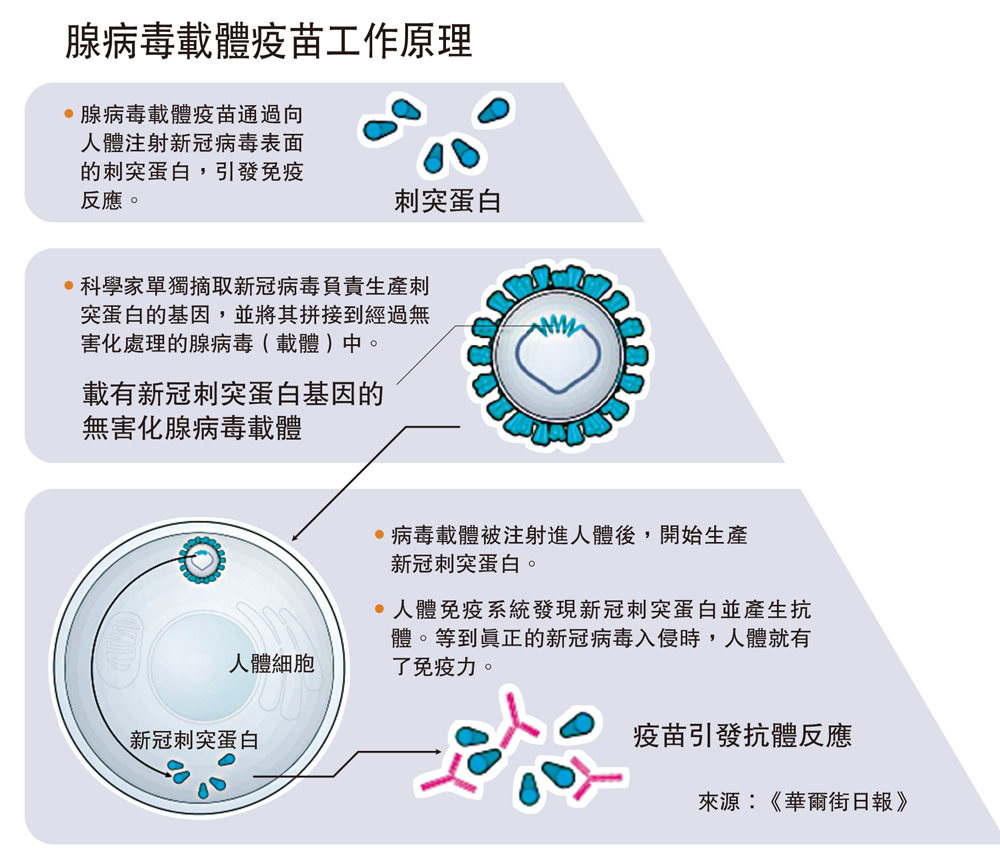 　　圖：腺病毒載體疫苗工作原理