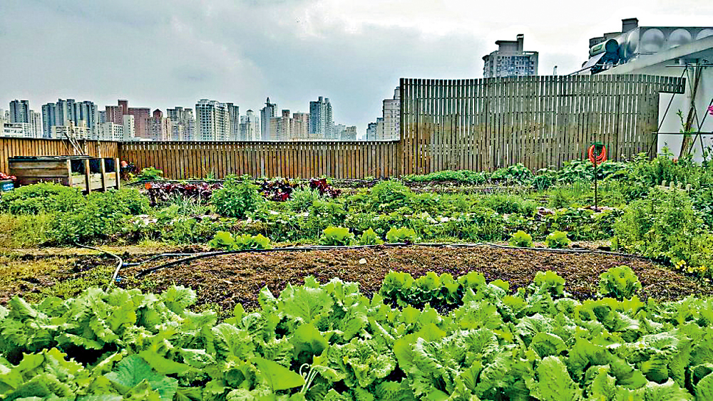 　　圖：上海Skyfarm天台農莊。