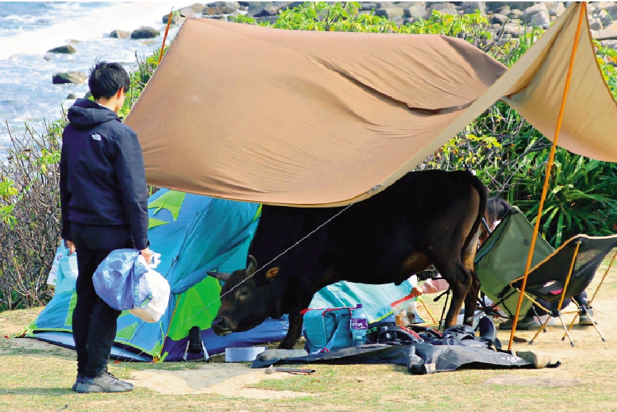 　　圖：塔門嚴重沙化，寸草不生，流浪牛覓食困難，甚至直闖帳篷探頭取食物。