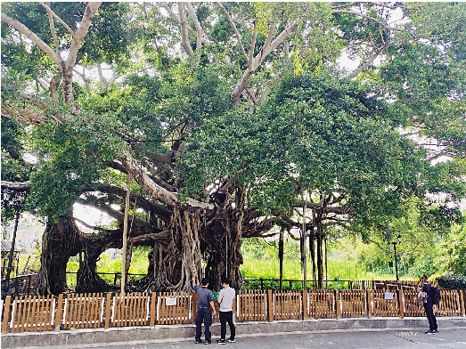 　　圖：「錦田樹屋」因樹形出眾，獲列入《古樹名木冊》。
