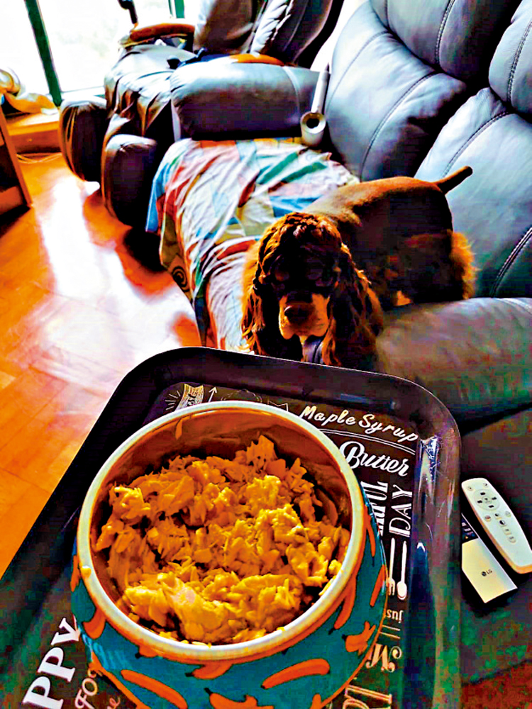 　　圖：狗狗對食物的期待，可減輕牠們對主人的思念。