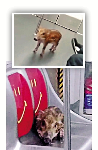 　　圖：小野豬在列車車廂內奔跑，更一度跳上關愛座乖乖搭車。\視頻截圖
