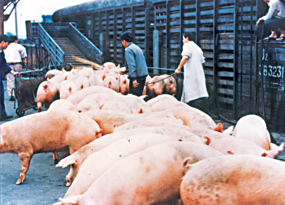　　圖：內地對香港的支持始終如一，「三趟快車」運行近五十年沒有一日停運。圖為工作人員負責將活豬運上火車。\網絡圖片
