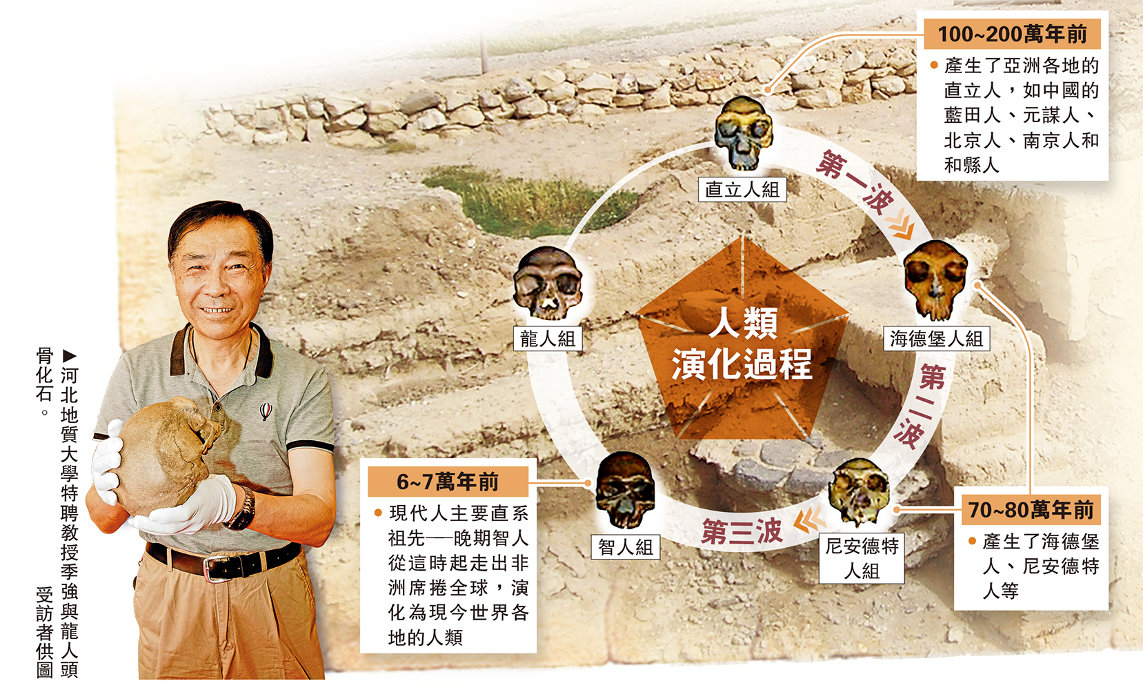 　　圖：人類演化過程