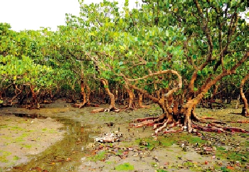 　　圖：香港的紅樹林容納了不少多功能無脊椎動物群落。