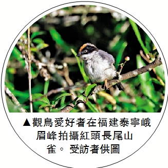　　圖：觀鳥愛好者在福建泰寧峨眉峰拍攝紅頭長尾山雀。/受訪者供圖