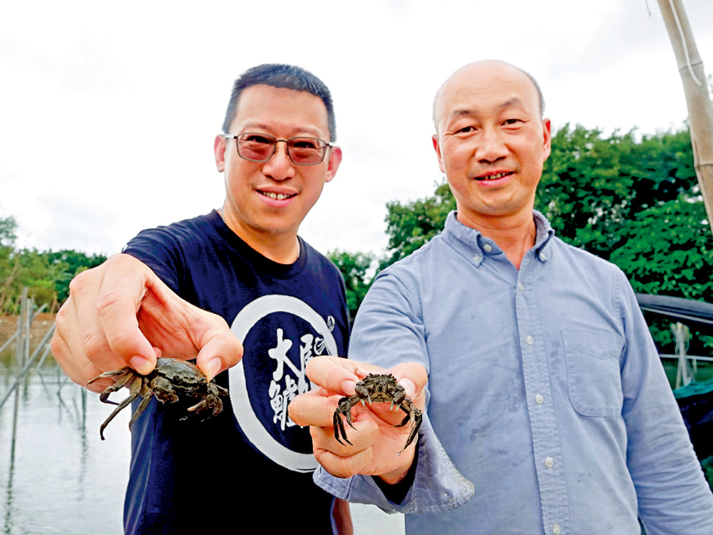 　　圖：程詩灝（左）與陳建堯（右）手持大閘蟹苗，等待10月脫殼將大量應市。