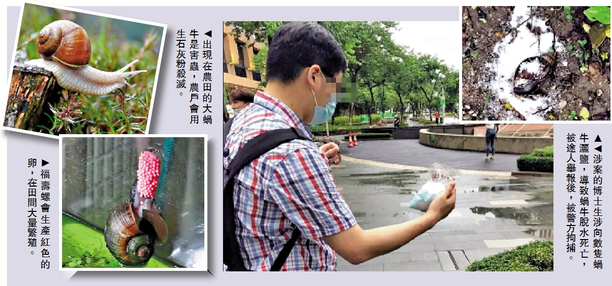 　　圖：涉案的博士生涉向數隻蝸牛灑鹽，導致蝸牛脫水死亡，被途人舉報後，被警方拘捕。