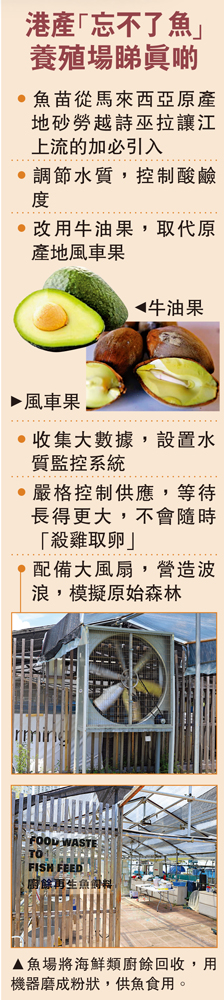 　　圖：魚場將海鮮類廚餘回收，用機器磨成粉狀，供魚食用。