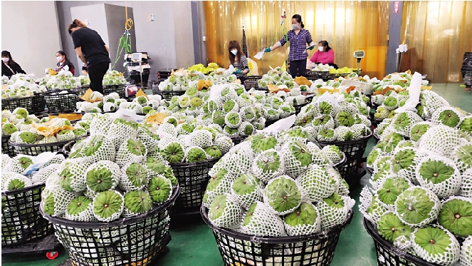 　　圖：台灣外銷的番荔枝（釋迦）超過95%都出口大陸，但因被發現有蟲害，自9月20日起被大陸禁止進口。\資料圖片