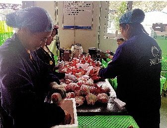 　　圖：車間內，企業員工正在分揀百合。\大公報實習記者劉九瑞攝