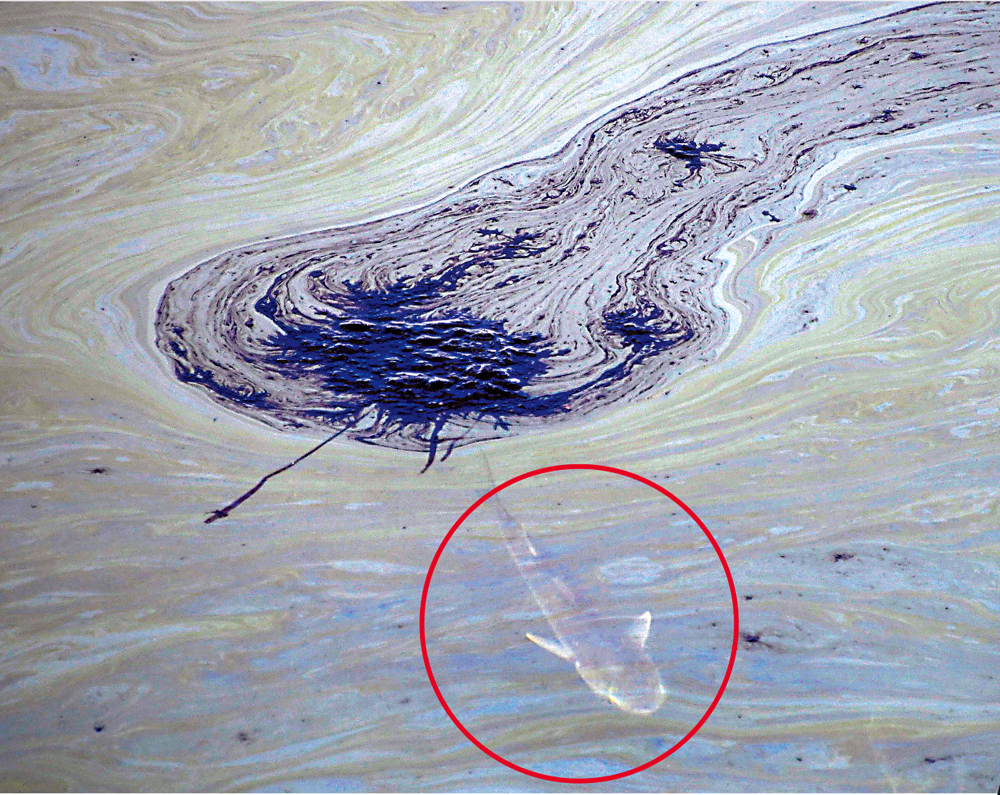 　　圖：一條魚3日從南加州海域的油污中游過。\路透社