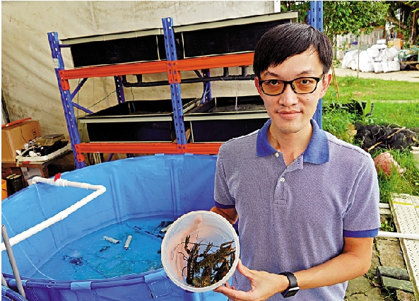 　　圖：莊恩傑表示，藍龍蝦有較強的抗病能力，客觀條件上適合在港養殖。