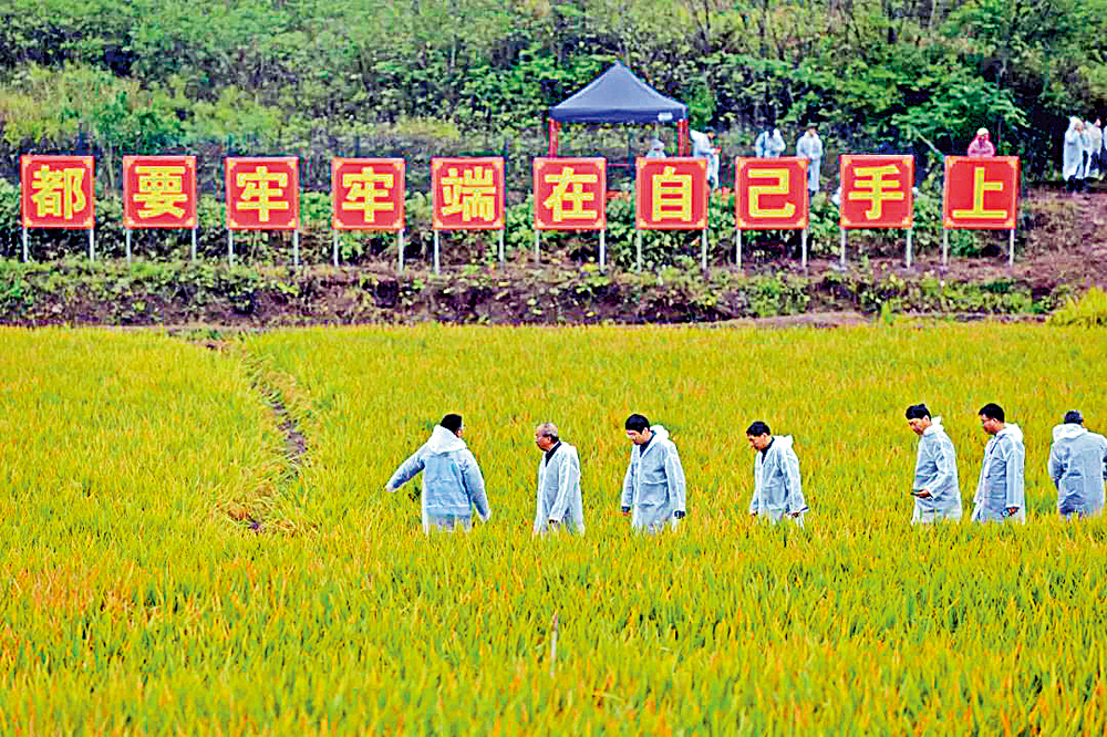 　　圖：由袁隆平院士團隊研發的雜交水稻雙季畝產達1603.9公斤。\網絡圖片