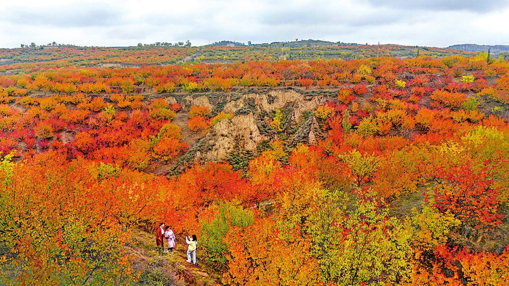 　　圖：陝西榆林：萬畝紅林