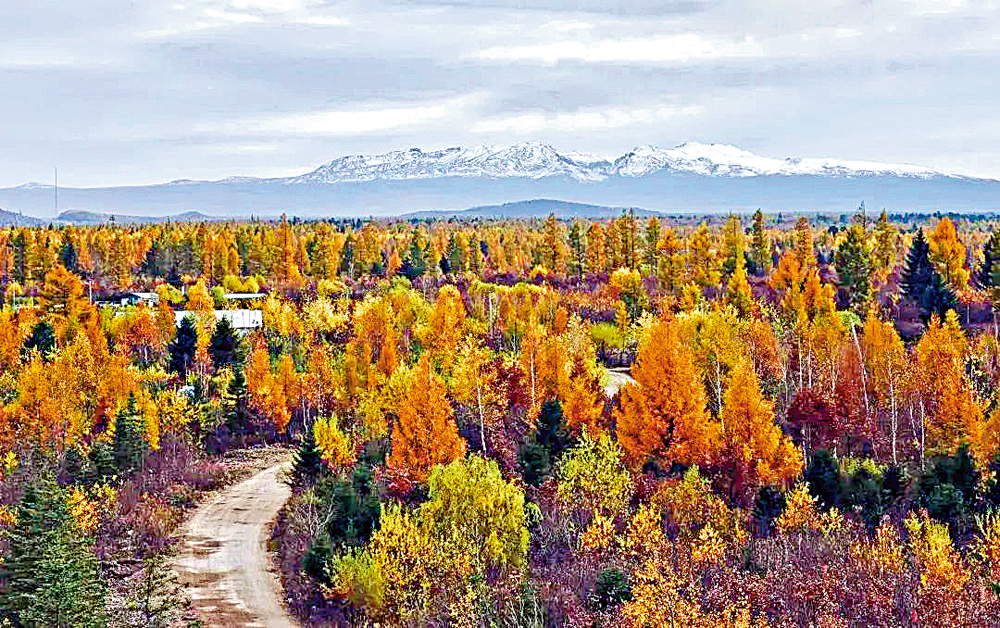 　　圖：吉林長白山雪峰襯秋林。