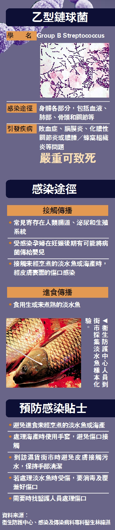 　　圖：乙型鏈球菌